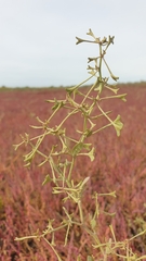 Atriplex pedunculata