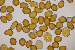 Uromyces pisi-sativi