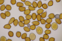 Uromyces pisi-sativi