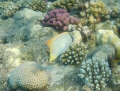 Chaetodon trifascialis
