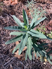 Euphorbia semivillosa