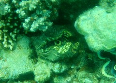 Tridacna squamosa