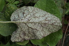 Puccinia calcitrapae