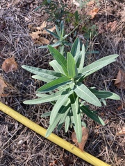 Euphorbia semivillosa