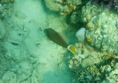 Sufflamen albicaudatum