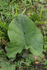 Puccinia calcitrapae