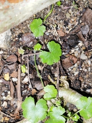 Hydrocotyle sibthorpioides
