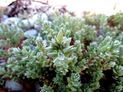 Chenolea diffusa