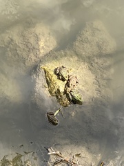 Pelophylax ridibundus