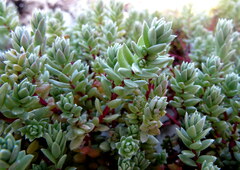 Chenolea diffusa