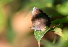 Mahathala ameria