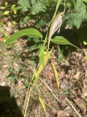 Vincetoxicum nigrum