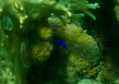 Pseudochromis fridmani