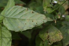 Puccinia circaeae