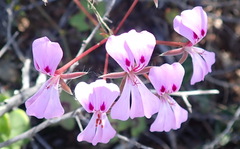 Pelargonium peltatum