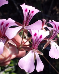 Pelargonium peltatum