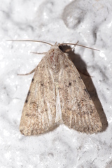 Caradrina clavipalpis