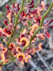 Daviesia brevifolia