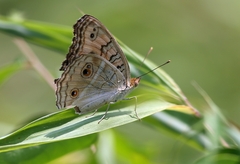 Junonia almana