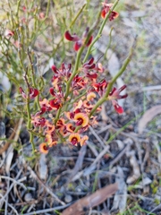 Daviesia brevifolia