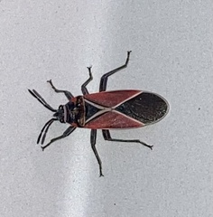 Neacoryphus bicrucis