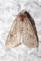 Caradrina clavipalpis