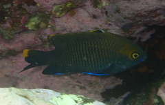 Plectroglyphidodon apicalis