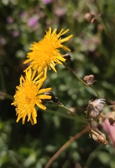 Sonchus arvensis