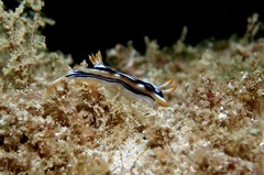 Chromodoris strigata