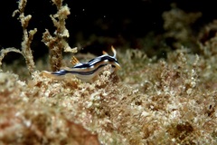 Chromodoris strigata