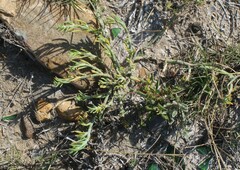 Mesembryanthemum junceum