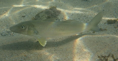 Sillago ciliata
