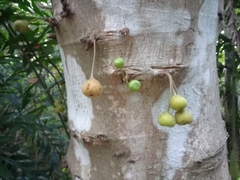 Ficus racemosa
