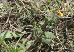 Osteospermum monstrosum