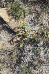 Mesembryanthemum junceum