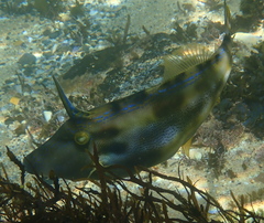 Meuschenia trachylepis