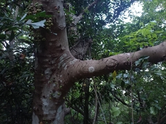 Ficus racemosa