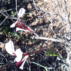 Pelargonium tetragonum
