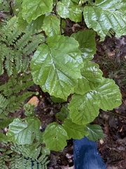 Hormaphis hamamelidis