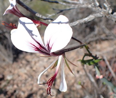 Pelargonium tetragonum