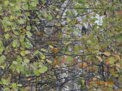 Phoenicurus auroreus