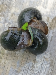 Pomacea canaliculata