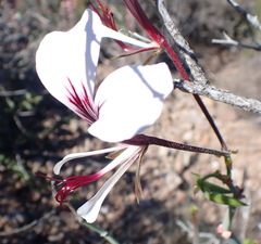 Pelargonium tetragonum
