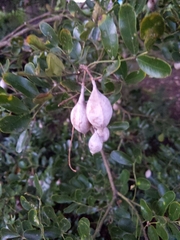 Dermatophyllum secundiflorum