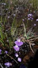 Utricularia livida