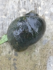 Pomacea canaliculata