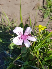 Pelargonium betulinum