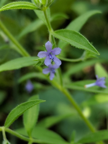 Trichostema brachiatum L.