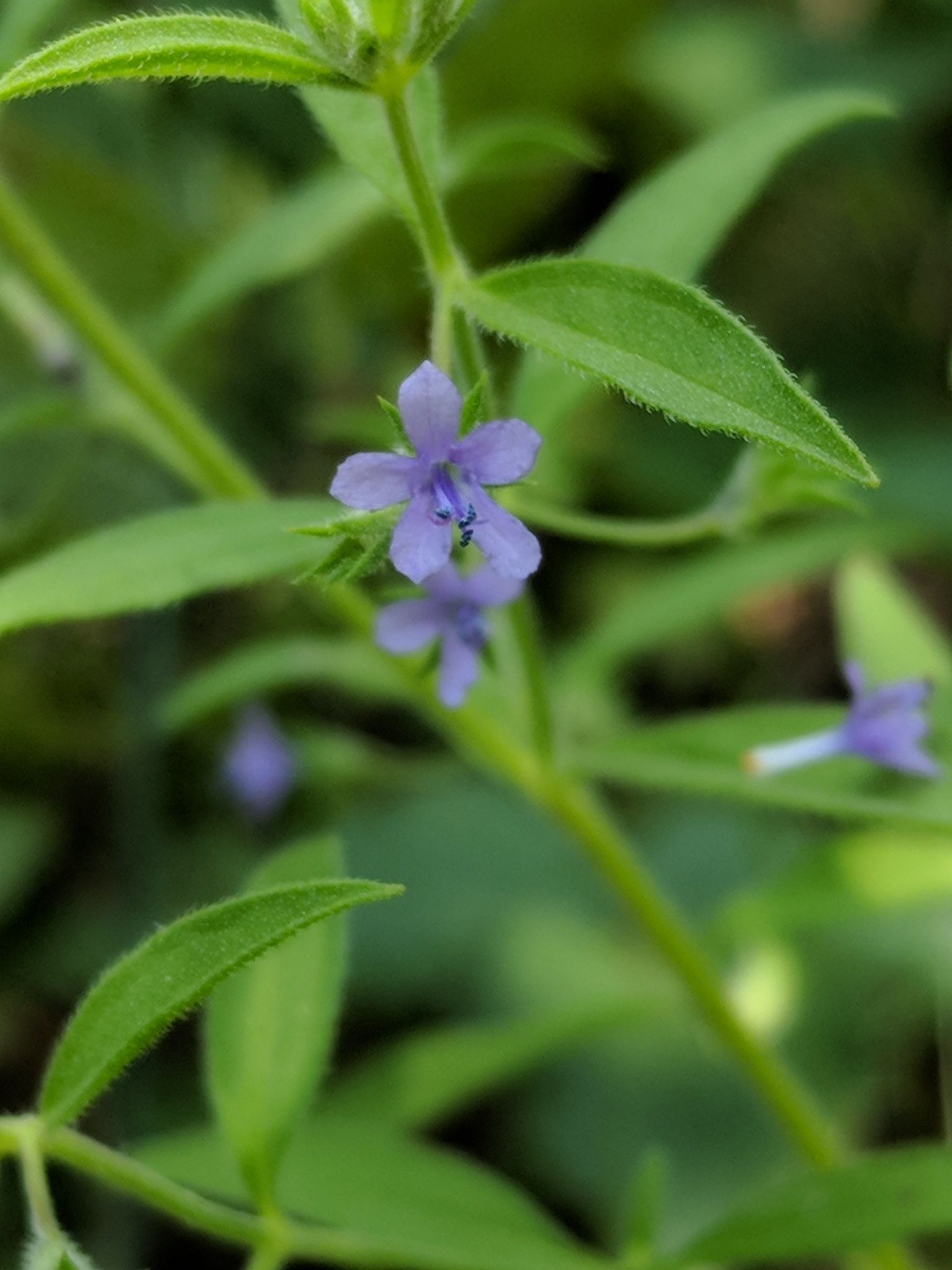 Trichostema brachiatum