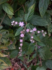 Cyrtocymura scorpioides